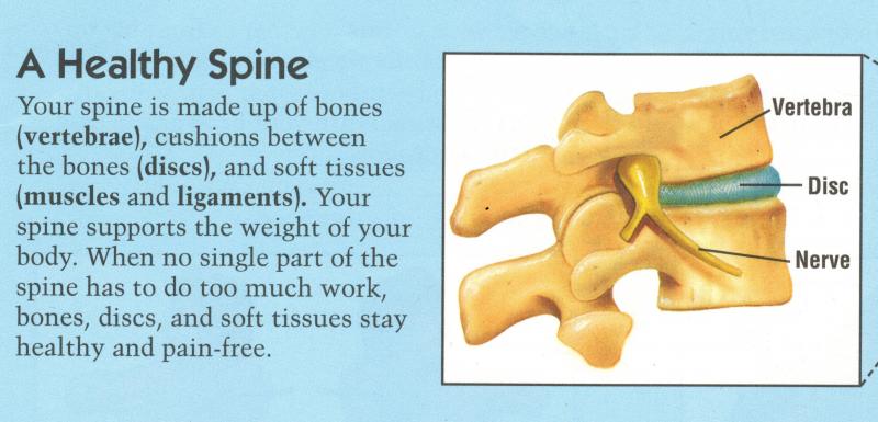 A Healthy Spine